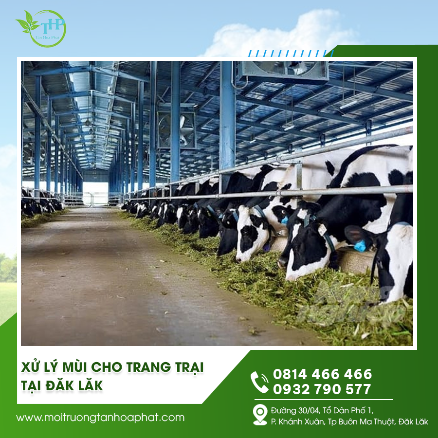 Xử lý mùi cho trang trại tại Đăk Lăk