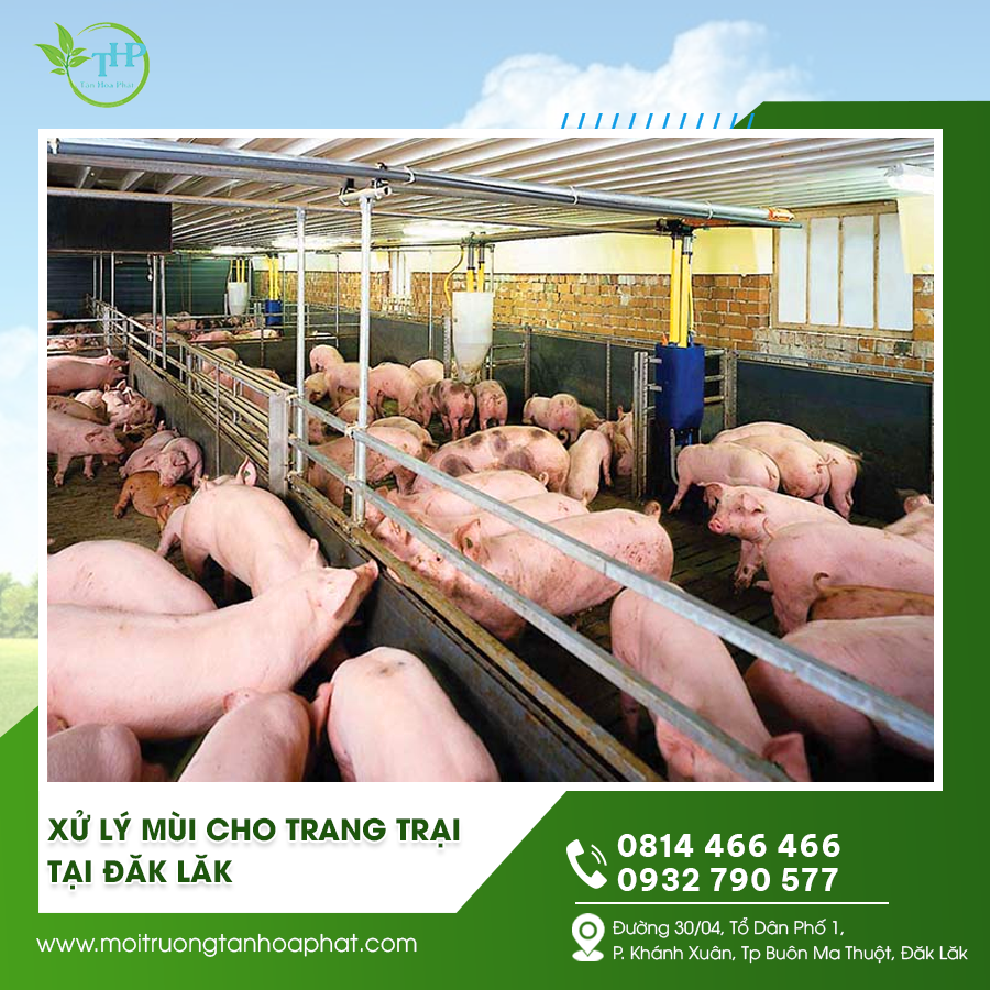 Xử lý mùi cho trang trại tại Đăk Lăk