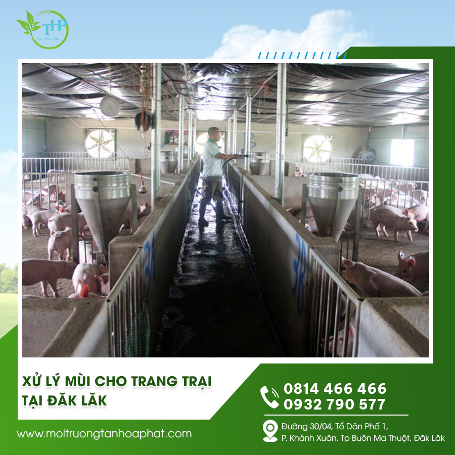 Xử lý mùi cho trang trại tại Đăk Lăk